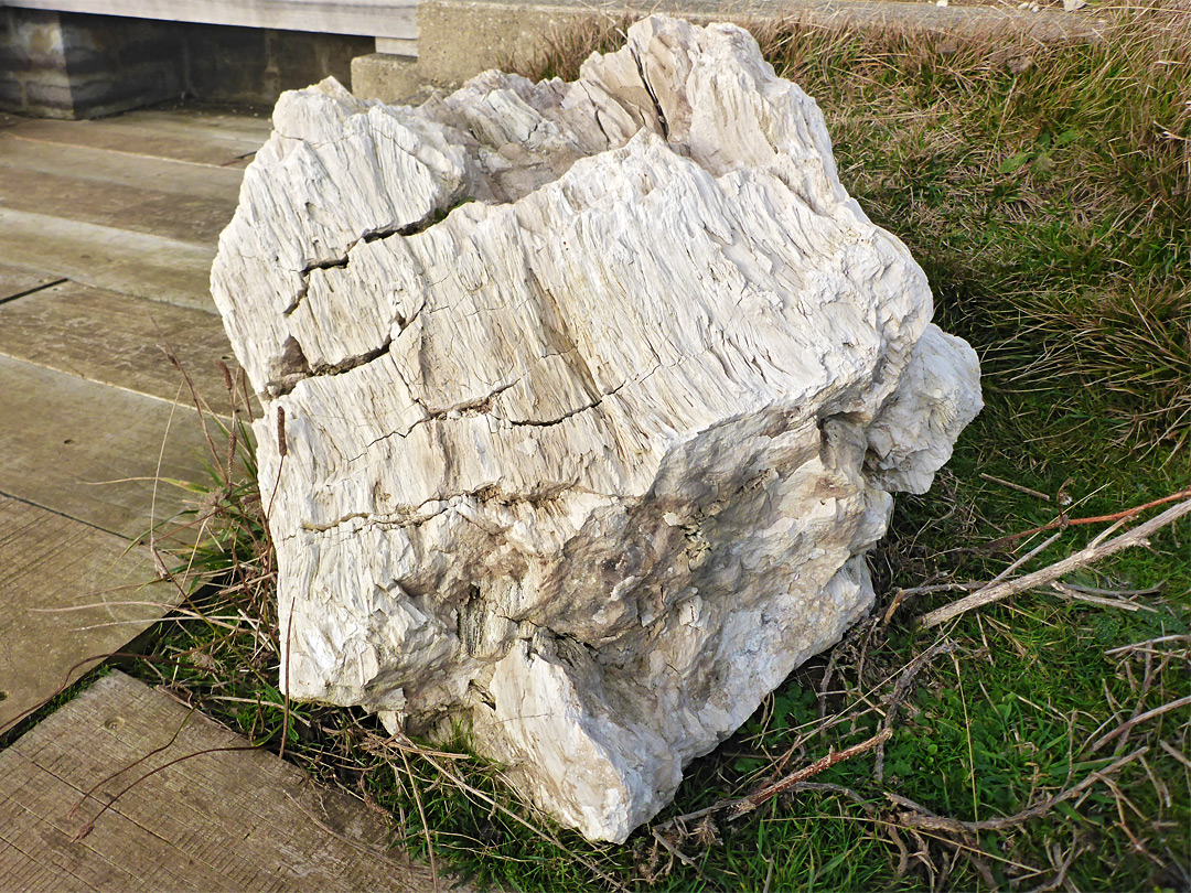 Petrified wood