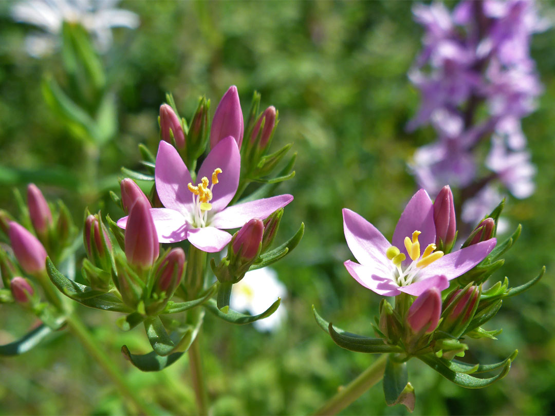 Common centaury