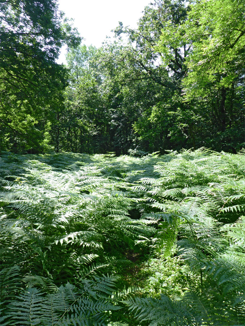 Ferns