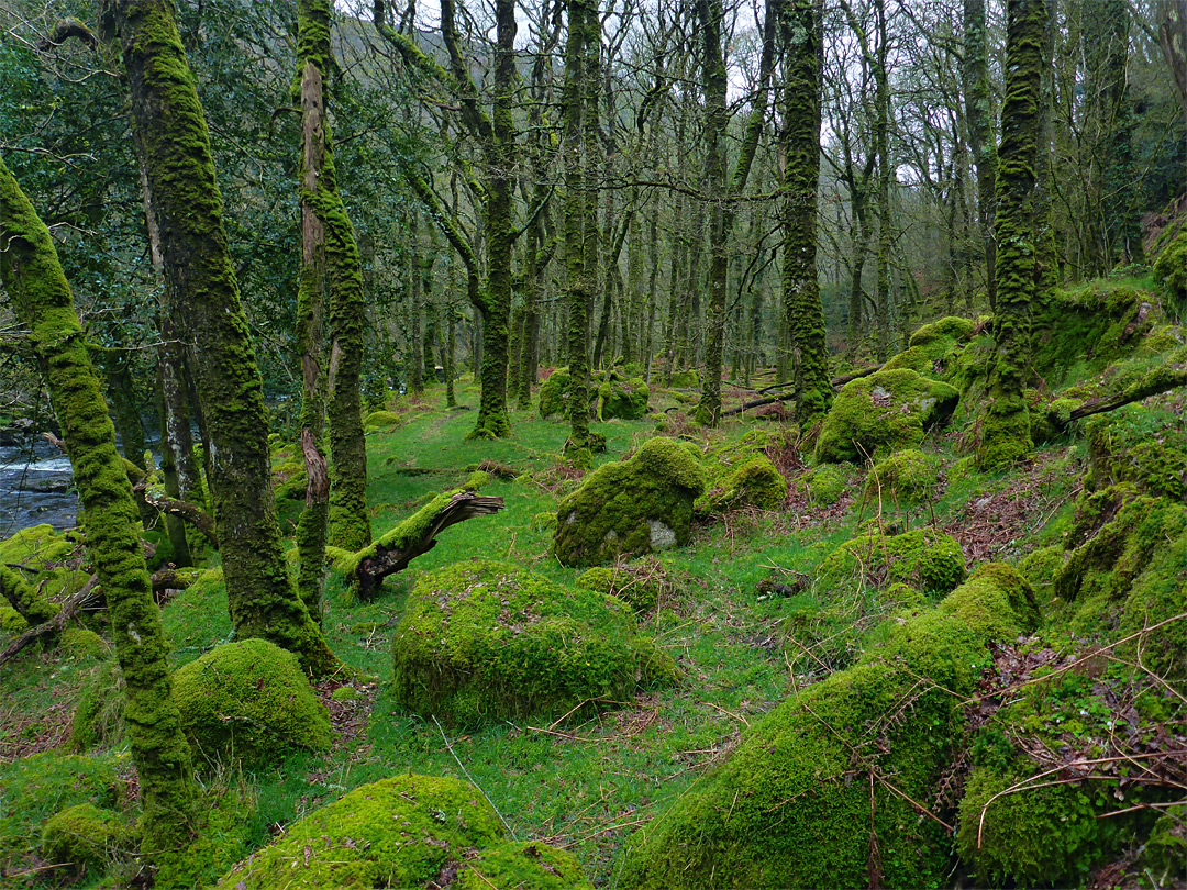 Mossy trees