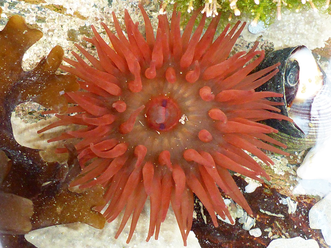 Beadlet anemone