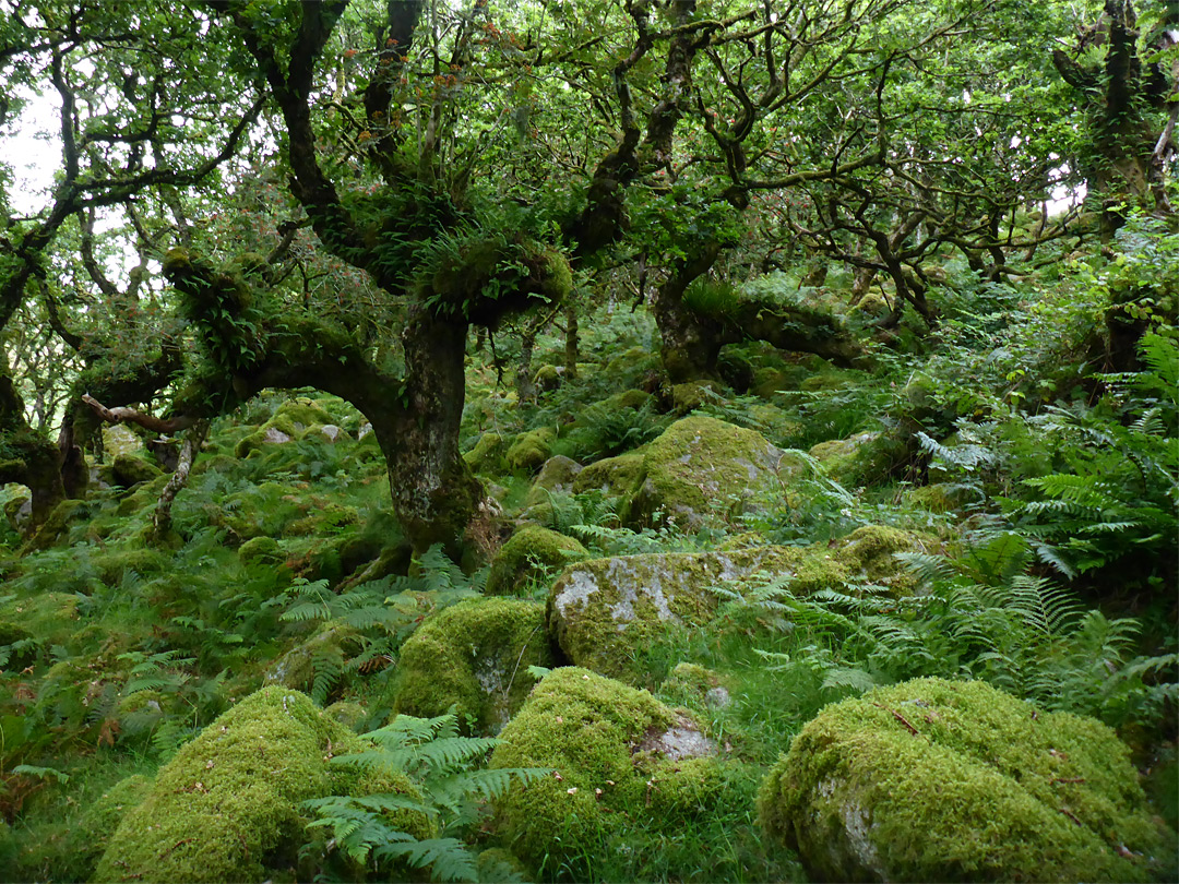 Mossy boulders