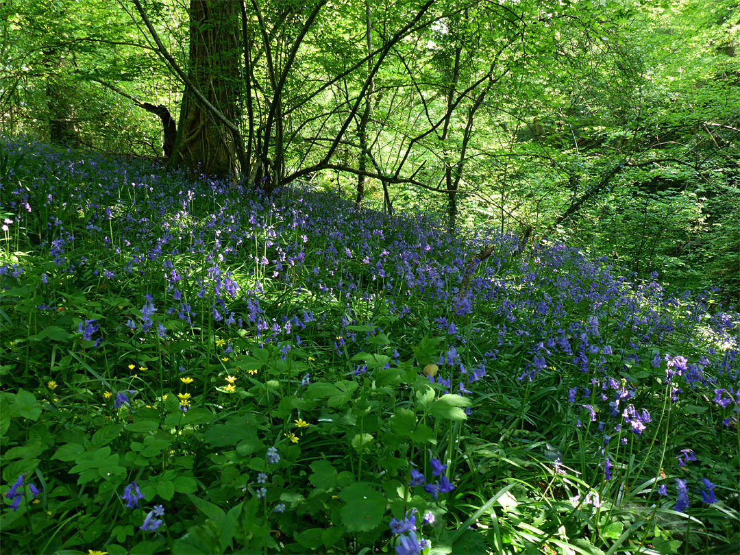 Bluebells