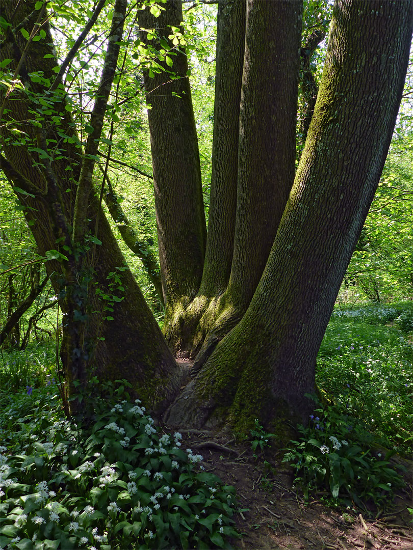 Tree and wild garlic