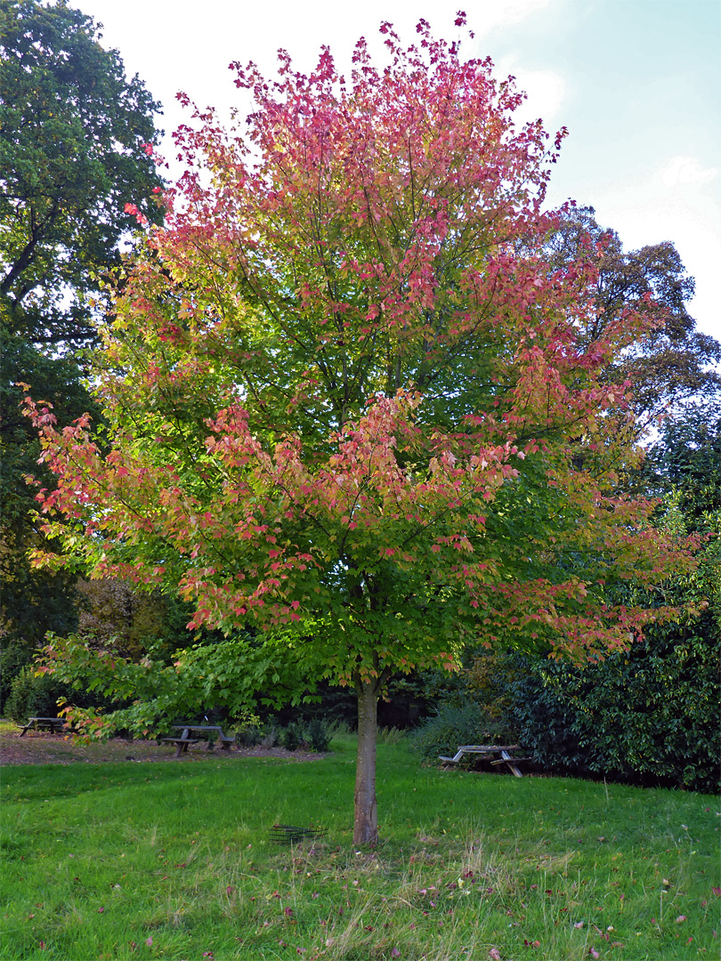 Reddening leaves