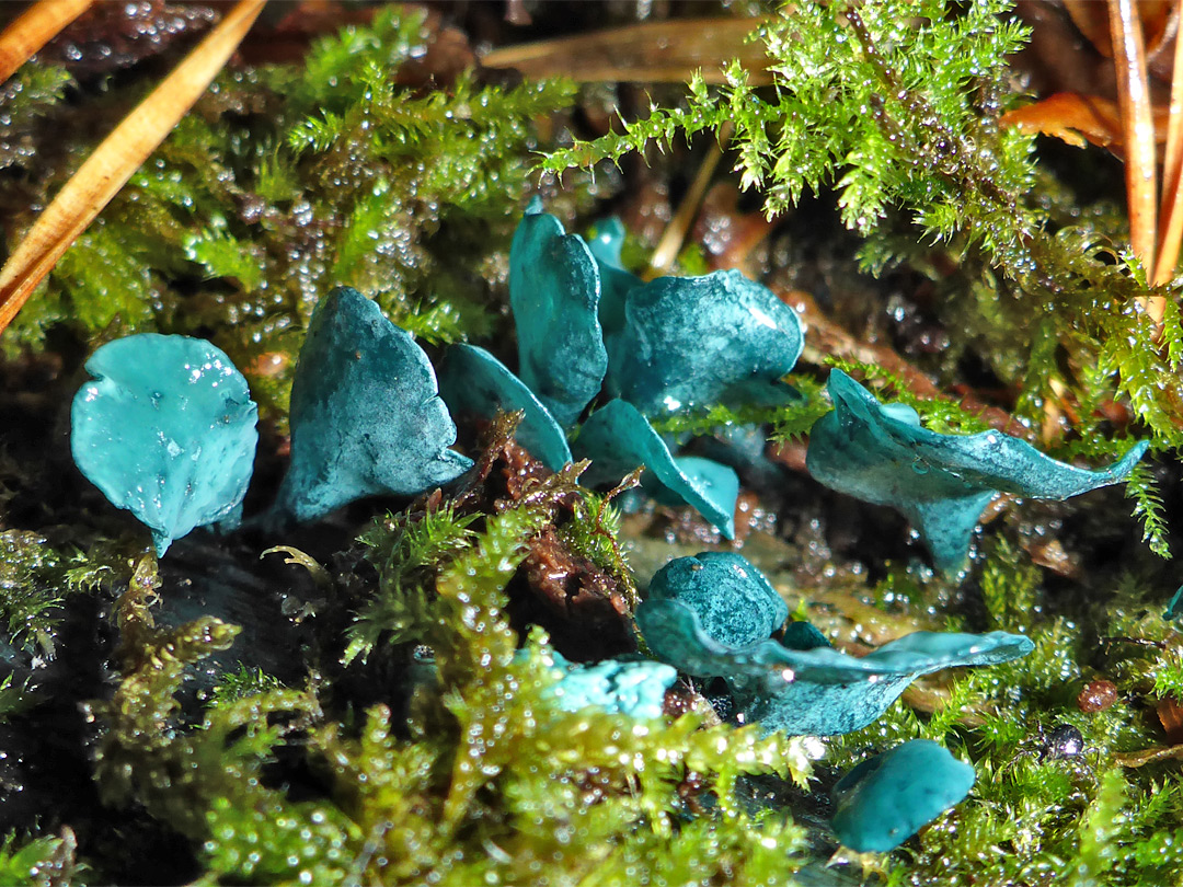 Green elfcup