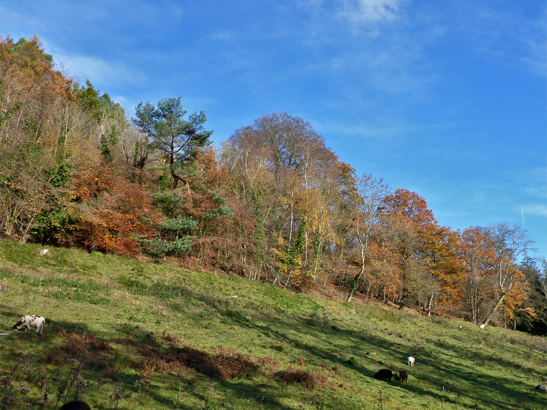 Field above Brickkiln Pond