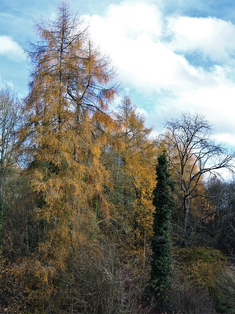 Autumnal leaves