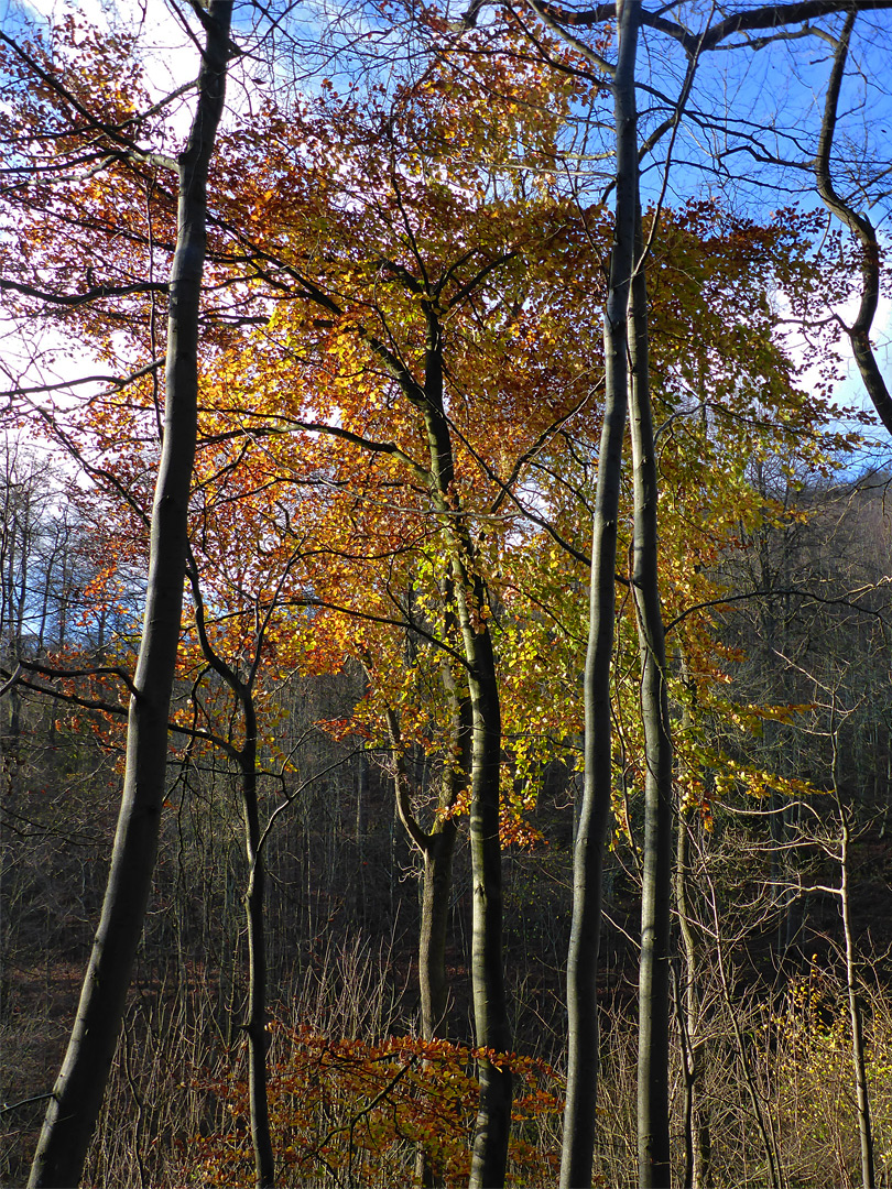 Slender trunks