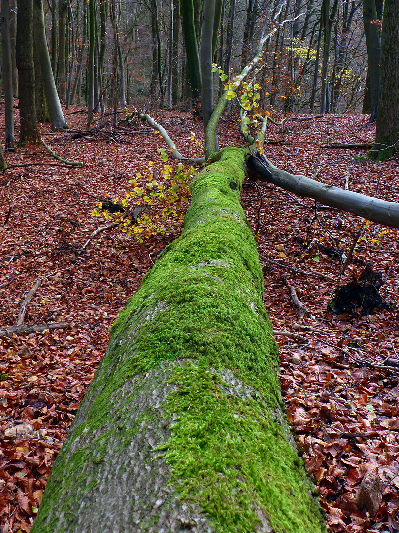 Mossy trunk