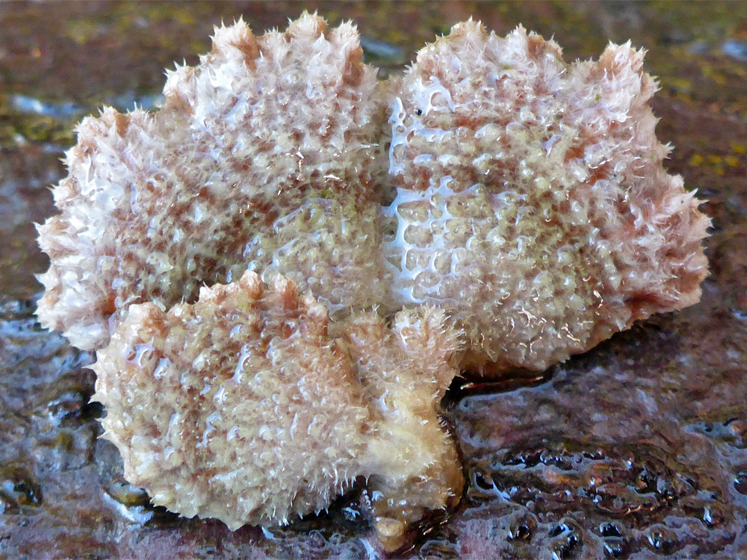 Splitgill mushroom