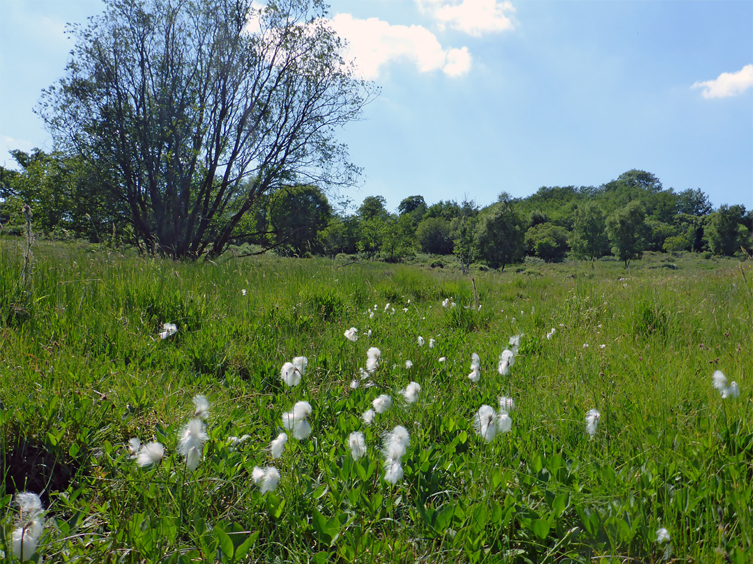 Cottongrass