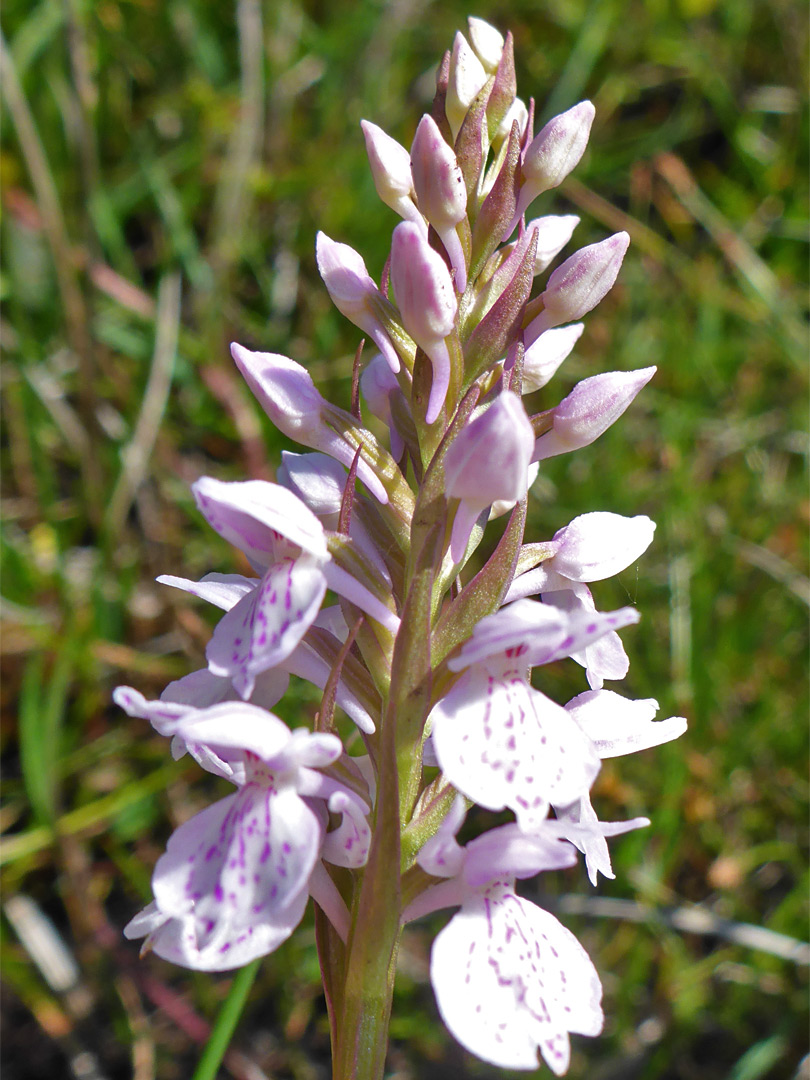 Heath spotted orchid