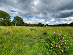 Hook Common and Bartley Heath