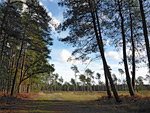 Crowthorne Wood