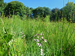 Henllys Bog Nature Reserve