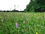 Hollow Marsh Meadow