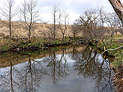 Trees and reflections