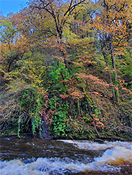 Leaves in autumn