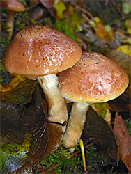 Bulbous honey fungus