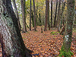 Trees by the river