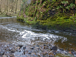 Mossy riverbank