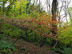 Autumnal tree