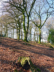 Tree stump