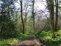 Woodland track