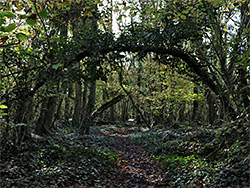 Tree arch