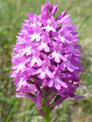 Anacamptis pyramidalis