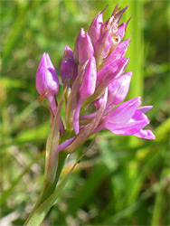 Pyramidal orchid