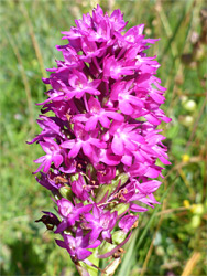 Pyramidal orchid