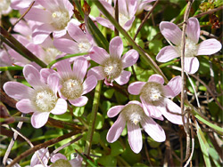 Bog pimpernel