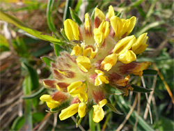 Anthyllis vulneraria