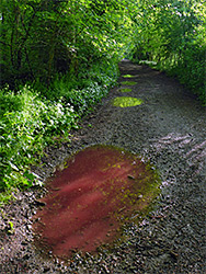 Red puddle