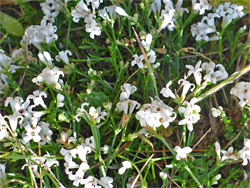 Asperula cynanchica