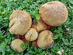 Group of mushrooms