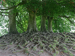 Tree roots