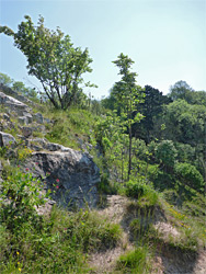 Rocks and trees