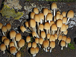 Glistening inkcap