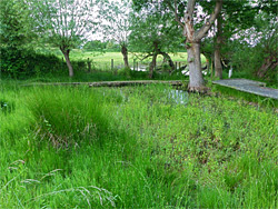 Pond and boardwalk