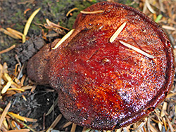 Beefsteak fungus