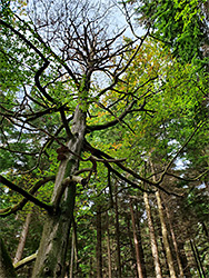 Leafless tree