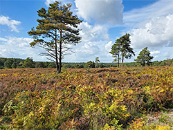 Trees and bracken