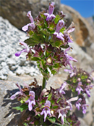 Black horehound