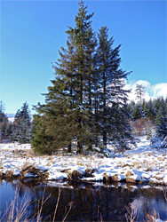 Group of trees