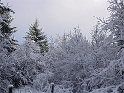 Snowy trees