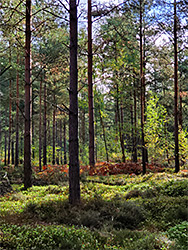 Sun on conifers