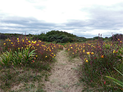 Path through primroses